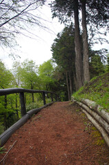 Sendero en el bosque