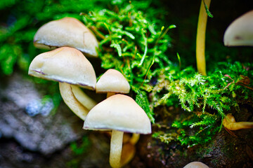 Mushrooms in the forest