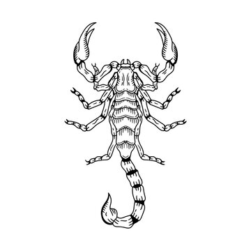Scorpion sketch, engraving vector illustration. Black and white hand drawn image.