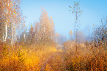 Fototapeta premium Beautiful morning scenery of the pathway through the autumn copse with yellow leaves and high grass.