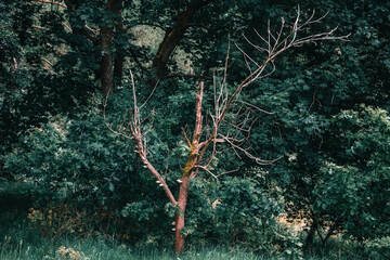 A bald old tree among shaggy buddies