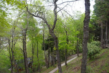 Fototapeta premium Bosque