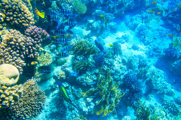 Fototapeta na wymiar Different tropical fish at coral reef in the Red sea in Ras Mohammed national park, Sinai peninsula in Egypt