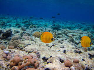 Chaetodon fasciatus or Butterfly fish in the expanses of the coral reef of the Red Sea, Sharm El Sheikh, Egypt