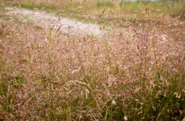 Fluffy Wild Flower Plants beautiful picture on your desktop where there is a summer landscape grass on the background of the forest. 