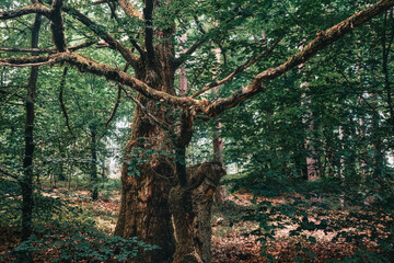 Fototapeta premium Kashubian Devil in the dark forest