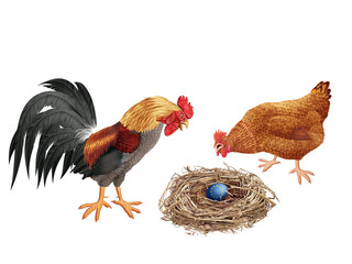 coq, oeuf au plat, poêle, poêlé, poule, oiseau, en or, ferme, oeuf, coloré, étonné, étonnant, nid,  drapeau, regardant, français, domestique, couple, cassé, nature, volaille, lgbt, poussin, bleu, rose
