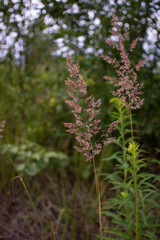 Obraz premium flowering ears of weeds. natural lawn in the bright sun. natural summer background with green grass