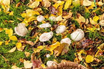 Picking white wild mushrooms 