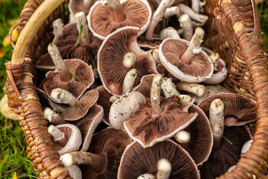 Picking white wild mushrooms "ros&eacute; des pr&eacute;s" or agaricus campestris with a wicker basket in a meadow.