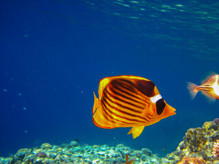 Chaetodon fasciatus or Butterfly fish in the expanses of the coral reef of the Red Sea, Sharm El Sheikh, Egypt