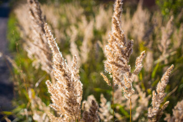 Fluffy Wild Flower Plants beautiful picture on your desktop where there is a summer landscape grass on the background of the forest. 