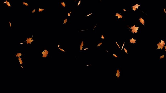 Autumn Leaves Falling Top to Bottom Animation on transparent background with rotation. 4K Animation of autumn leaves a falling effect on a black background.