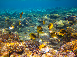 Chaetodon fasciatus or Butterfly fish in the expanses of the coral reef of the Red Sea, Sharm El Sheikh, Egypt