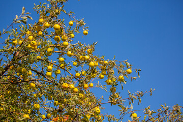 Harvest of apples on a plantation in the garden. Fruit trees with apples. Ripe fruits on the branches of a tree. Gardening in agriculture.