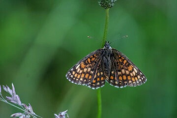 butterfly on grass