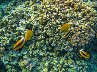 Fototapeta na wymiar Chaetodon fasciatus or Butterfly fish in the expanses of the coral reef of the Red Sea, Sharm El Sheikh, Egypt