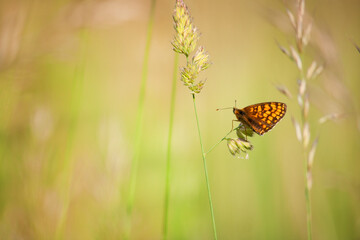 butterfly on grass