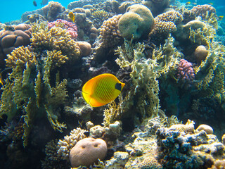 Chaetodon fasciatus or Butterfly fish in the expanses of the coral reef of the Red Sea, Sharm El Sheikh, Egypt
