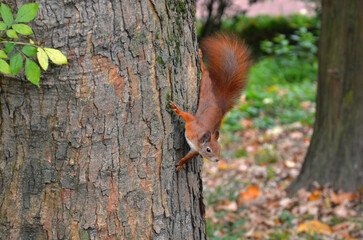 Cute red squirrel climbs down the tree trunk in autumn park.