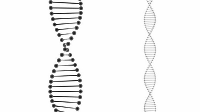 3d dna model rotatting, minimalist representation of genetic information with white background. Can be used to represent evolution, microbiology or biochemistry
