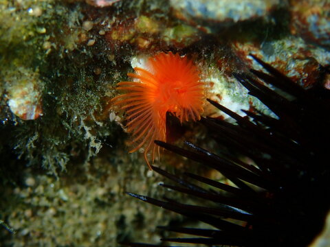 Calcareous tubeworm or fan worm, plume worm or red tube worm (Serpula vermicularis) close-up undersea, Aegean Sea, Greece, Halkidiki