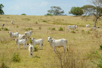 Naklejka na ściany i meble Nelore cattle in the pasture, in Campina Grande, Paraiba, Brazil. Livestock in the semiarid region of Northeast Brazil.