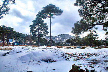 forest in winter with pine trees covered of snow in arareco lake, creel chihuahua 