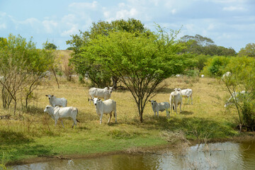 Nelore cattle in the pasture, in Campina Grande, Paraiba, Brazil. Livestock in the semiarid region of Northeast Brazil.