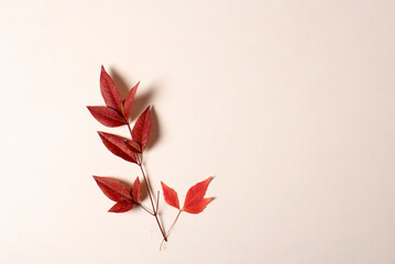 ramos de hojas rojizas de ramas de otoño, ambiente otoñal con fotografía cenital y con espacio...