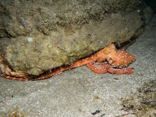 Atlantic white spotted octopus from Cyprus © Sakis Lazarides