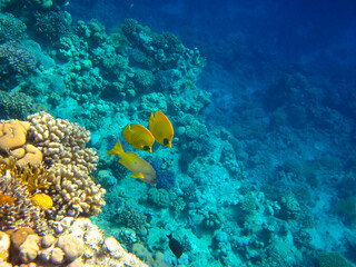 Chaetodon fasciatus or Butterfly fish in the expanses of the coral reef of the Red Sea, Sharm El Sheikh, Egypt
