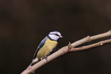 Blue tit on a branch...against a blurred dark green background...