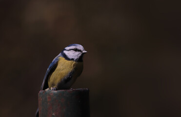 Blue tit on a fence post... against a blurred dark green background...