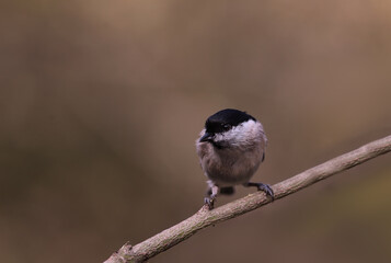 Fototapeta premium Marsh tit on a branch, on a blurred brown background..