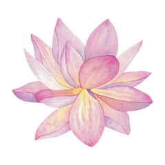 A lotus flower painted in watercolor isolated on a white background.