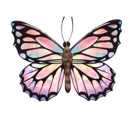 A beautiful butterfly painted in watercolor isolated on a white background.