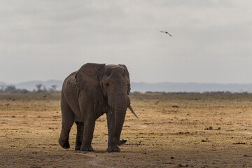Obraz premium Elephant walking together in African Savane