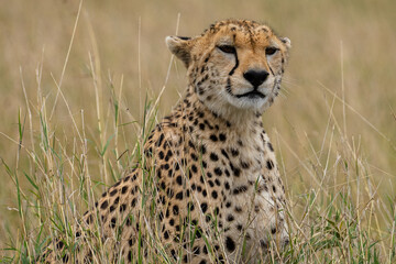 Sitting cheetah in the African savanna