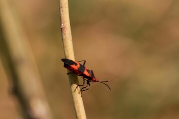 Macro of a large milkweed bug on a branch