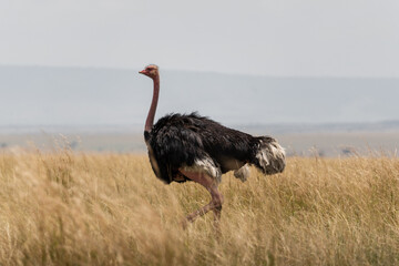 Big ostrich walking trought the grass