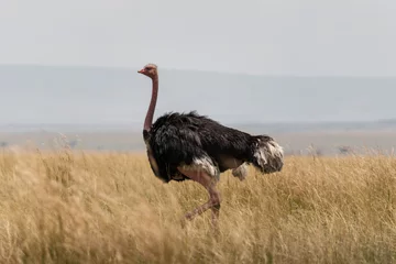 Zelfklevend Fotobehang Big ostrich walking trought the grass © KevinMahugo