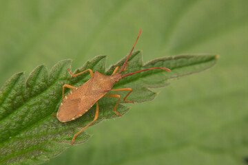 Close up of a brown adult box bug , Gonocerus acuteangulatus , sunbathing on a green leaf.