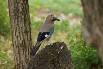 Obraz premium Jay sitting on a dried tree on the territory of a children's clinic 