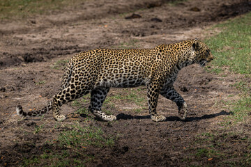 Big leopard walking in the savana