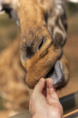 Feeding giraffe with one hand