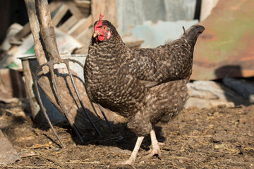 Chicken in the farmyard. Poultry house for rural birds.