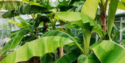 Stacked green banana leaf stem, Tropical leaf texture in garden, abstract nature green background. Tropical forest on a summer day
