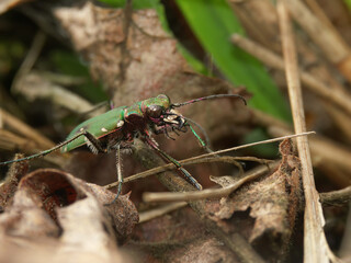 Closeup on the emerald green tiger beetle , Cicindela campestris on the forest floor