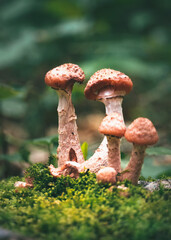 Portrait of Mushrooms shot on a hike in Stowe, Vermont